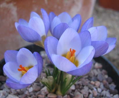 Crocus chrysanthus 'Zenith' 1130/20